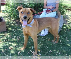 Mutt Dogs for adoption in Imperial Beach, CA, USA
