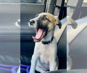 Black Mouth Cur-Unknown Mix Dogs for adoption in San Diego, CA, USA
