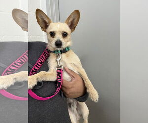 Chihuahua-Unknown Mix Dogs for adoption in Rowlett, TX, USA