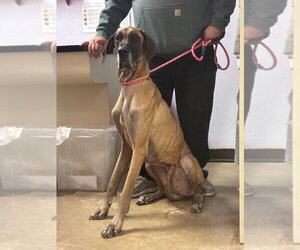 Great Dane Dogs for adoption in Bullard, TX, USA