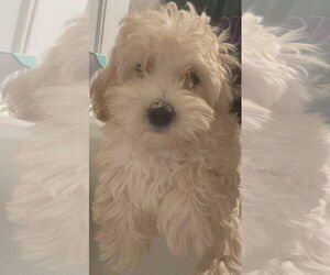 Bichon Frise Dogs for adoption in Coralville, IA, USA
