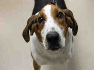 Treeing Walker Coonhound Dogs for adoption in Decatur, IL, USA