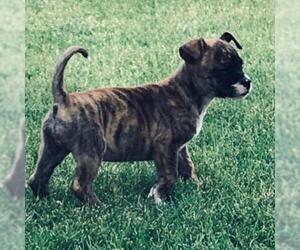 Boston Terrier Dogs for adoption in Tempe, AZ, USA