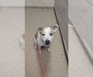 Labrador Retriever-Unknown Mix Dogs for adoption in Great Bend, KS, USA