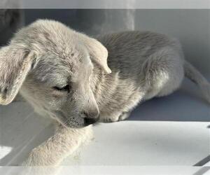 Labrador Retriever Dogs for adoption in Houston, TX, USA