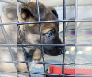 Mutt Dogs for adoption in Imlay City, MI, USA