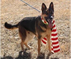 German Shepherd Dog Dogs for adoption in Bandera, TX, USA