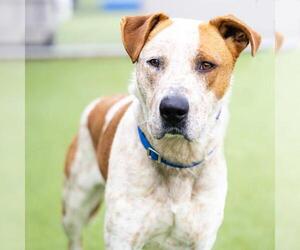 American Pit Bull Terrier Dogs for adoption in Camarillo, CA, USA