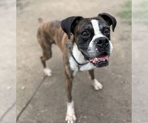 Boxer-Unknown Mix Dogs for adoption in Virginia Beach, VA, USA