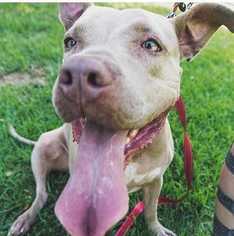 American Pit Bull Terrier Dogs for adoption in Sylmar, CA, USA