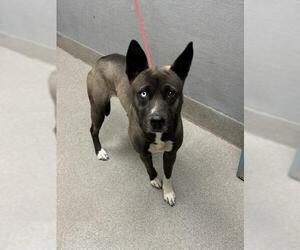 Alaskan Malamute-American Pit Bull Terrier Mix Dogs for adoption in Las Vegas, NV, USA