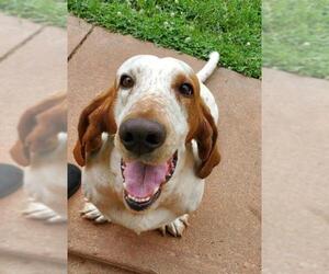 Basset Hound Dogs for adoption in Harrisville, WV, USA
