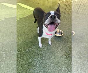 Boston Terrier-Unknown Mix Dogs for adoption in Tempe , AZ, USA