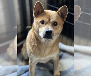 Shiba Inu Dogs for adoption in Lakemont, GA, USA