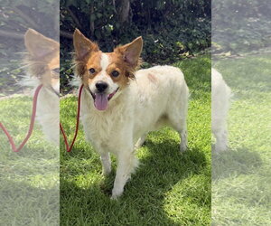 Mutt Dogs for adoption in Lake Elsinore, CA, USA