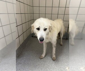 Great Pyrenees-Unknown Mix Dogs for adoption in Pasadena, TX, USA