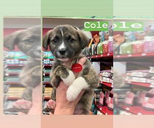 Border Collie Dogs for adoption in Nashville, TN, USA