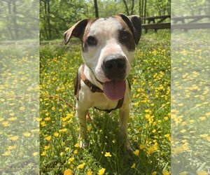 Boxer-Unknown Mix Dogs for adoption in Harrisville, WV, USA