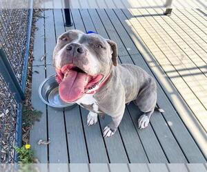 Medium Photo #1 Mutt Puppy For Sale in Orange, CA, USA