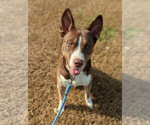 Labsky Dogs for adoption in Kewanee, IL, USA