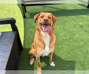 Sheprador Dogs for adoption in Orange, CA, USA