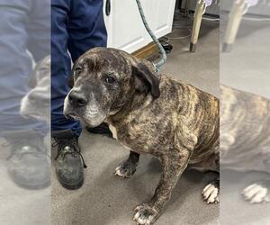 Mastiff Dogs for adoption in Forestville, MD, USA