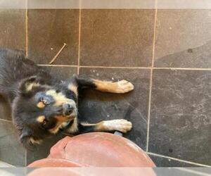 Australian Shepherd-German Shepherd Dog Mix Dogs for adoption in Chama, NM, USA