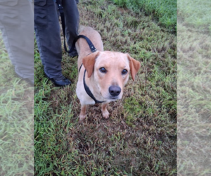 Labrador Retriever-Unknown Mix Dogs for adoption in Holly Springs, NC, USA