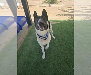 Bull Terrier-Unknown Mix Dogs for adoption in HESPERIA, CA, USA