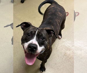 Mutt Dogs for adoption in Petaluma, CA, USA