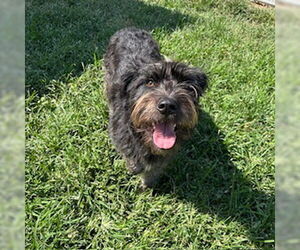 Mutt Dogs for adoption in Modesto, CA, USA
