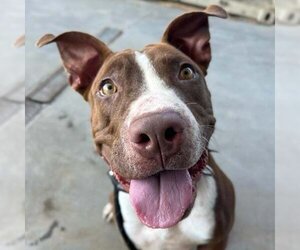 American Pit Bull Terrier-Unknown Mix Dogs for adoption in Woodland, CA, USA