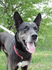 Great Dane Dogs for adoption in Berwick, PA, USA