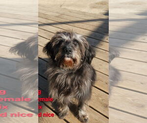 Poodle (Miniature)-Unknown Mix Dogs for adoption in Agoura Hills, CA, USA