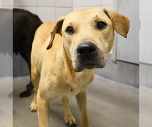 American Staffordshire Terrier-Unknown Mix Dogs for adoption in San Antonio, TX, USA