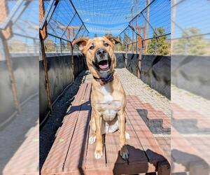 Anatolian Shepherd-German Shepherd Dog Mix Dogs for adoption in Frisco, CO, USA