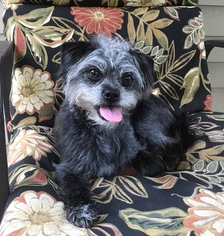 Shih-Poo Dogs for adoption in Pawtucket, RI, USA