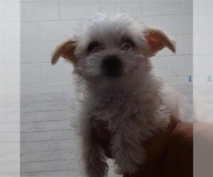- Mix Dogs for adoption in San Bernardino, CA, USA
