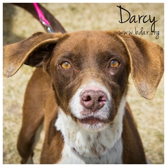 German Shorthaired Pointer Dogs for adoption in Cheyenne, WY, USA