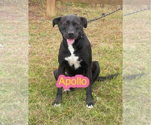 Bulldog-Labrador Retriever Mix Dogs for adoption in Tarrytown, GA, USA