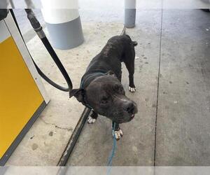 American Pit Bull Terrier Dogs for adoption in Houston, TX, USA