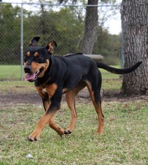 Mutt Dogs for adoption in Lake Jackson, TX, USA