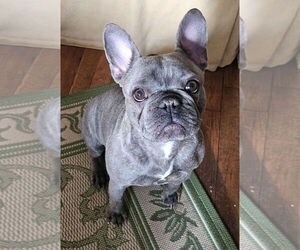 French Bulldog Dogs for adoption in Staten Island, NY, USA
