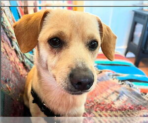 Chiweenie Dogs for adoption in San Francisco, CA, USA