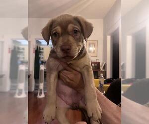 American Staffordshire Terrier-Unknown Mix Dogs for adoption in San Antonio, TX, USA
