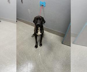 Mastiff-Unknown Mix Dogs for adoption in Las Vegas, NV, USA