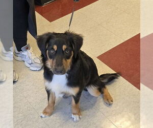 Border Collie-Unknown Mix Dogs for adoption in Plano, TX, USA