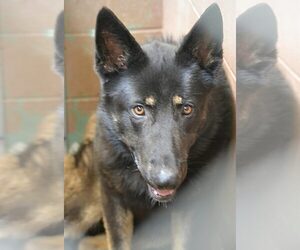 German Shepherd Dog Dogs for adoption in Tuscumbia, AL, USA