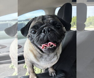 Pug Dogs for adoption in Indianapolis, IN, USA