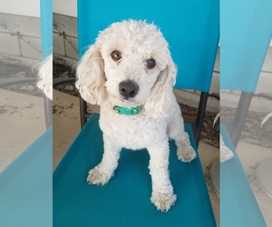 Poodle (Miniature) Dogs for adoption in Temecula, CA, USA